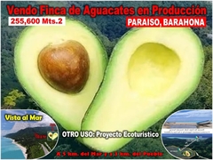 product name