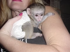 Bebés monos capuchinos disponibles para el cuidado del hogar