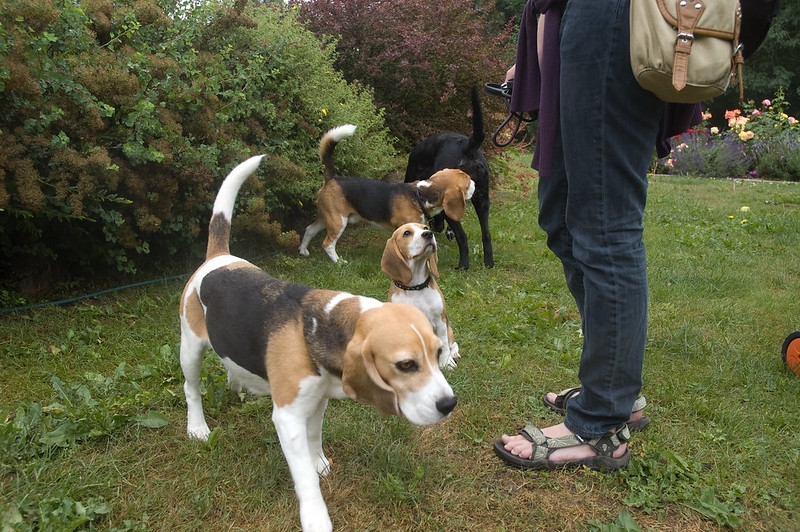 Beagle puppies for adoption in ny under 500123480