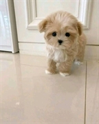  Maltese puppies available for free adoption